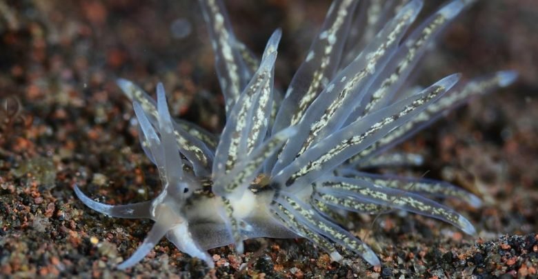 Nudibranch siput laut yang mungil, seksi dan cantik 1